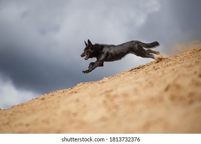 
Australian Kelpie Aurora Running On The Sand