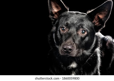 Kelpie Cross Images Stock Photos Vectors Shutterstock