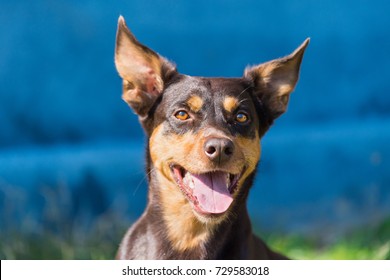 Australian Kelpie Dog