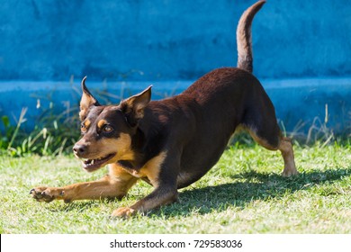 Australian Kelpie Dog