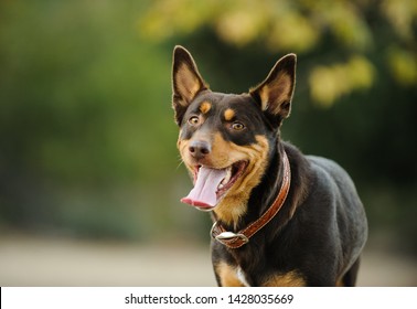 are australian kelpie hypoallergenic