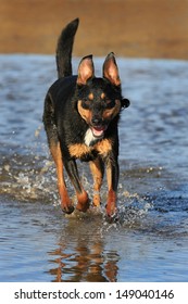 Australian Kelpie Dog Running In The Ocean.