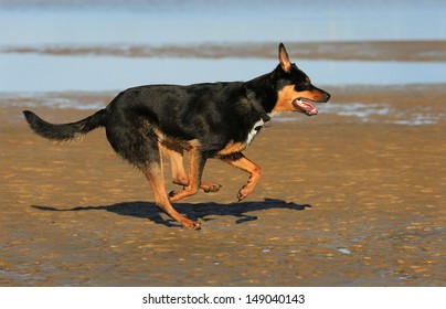 Australian Kelpie Dog Running On The Beach.