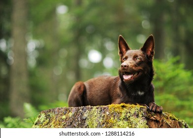 2,078 Kelpie dog Images, Stock Photos & Vectors | Shutterstock