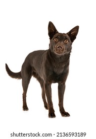 Australian Kelpie In Front Of White Background