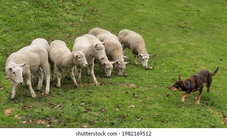 Australian Kelpie Herding Sheep Working Dog Farm Dog 