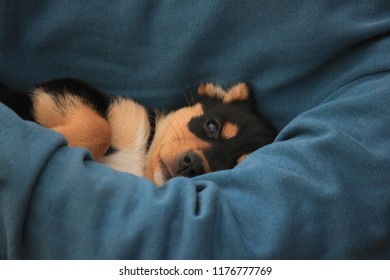 Australian Kelpie Puppy