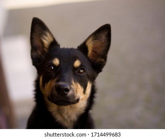 Australian Kelpie Puppy In The City