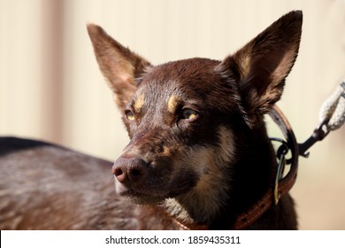 Australian Kelpie Or Sheep Dog