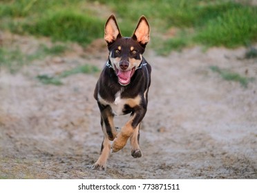 Australian Kelpie Sheep Dog Is Running Towards The Viewer