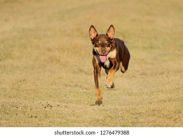 Australian Kelpie Sprinting Or Running