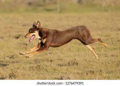 Australian Kelpie Sprinting Or Running