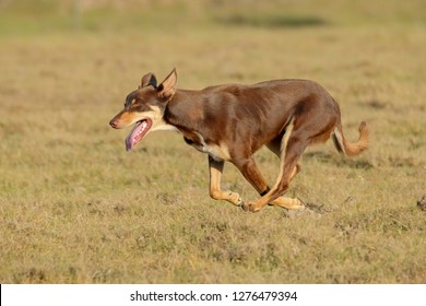 Australian Kelpie Sprinting Or Running