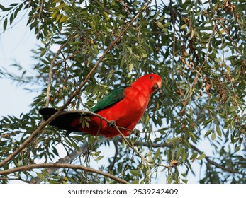 Australian King Parrot (Alisterus scapularis) perched in a tree.
 - Powered by Shutterstock