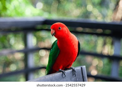 Australian king parrot, Alisterus scapularis, colourful native bird Queensland, perched balcony deck backyard furniture, red green feathers - Powered by Shutterstock