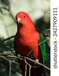 Australian king parrot, dandenong ranges, victoria, australia, pacific