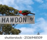 An Australian king parrot standing on a street sign