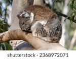 Australian Koala asleep on Eucalypt tree branch
