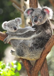 Australian Koala Urs Cu Copilul Ei Sau Joey în Eucalipt Sau Guma De Copac, Sydney, NSW, Australia. Exotice Iconic Animal Mamifer Australian Cu Copil în Junglă Luxuriantă Pădure Tropicală