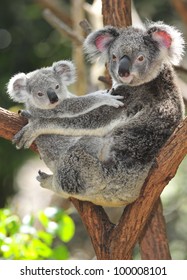 australian koala bear with her baby or joey in eucalyptus or gum tree, Sydney, NSW, australia. exotic iconic aussie mammal animal with infant in lush jungle rainforest