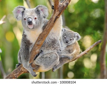 Australian Koala Bear with her baby in eucalyptus tree ,coffs harbor, Sydney, NSW, Australia grey bear - Powered by Shutterstock