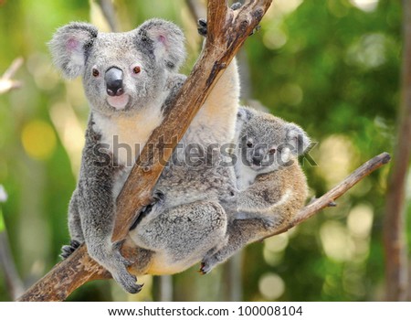 Australian Koala Bear with her baby in eucalyptus tree ,coffs harbor, Sydney, NSW, Australia grey bear