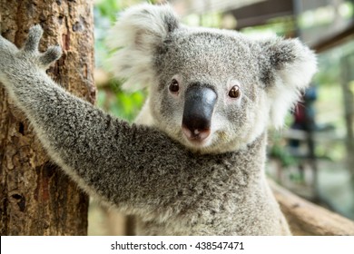 Oso kala australiano sentado en una rama
