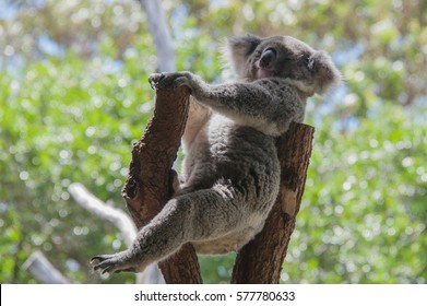 Australian Koala Bear sitting on a tree trunk