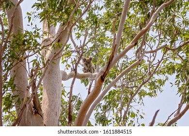 An Australian Koala Bear Sitting In A Tree In It's Natural Bushland Habitat