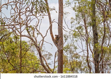 An Australian Koala Bear Sitting In A Tree In It's Natural Bushland Habitat