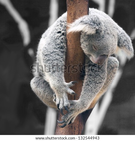 Australian Koala Bear sleep on a tree trunk