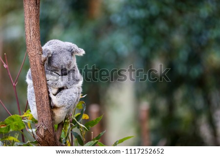 An Australian Koala bear sleeping in the gum trees. 