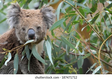 An Australian Koala In Its Natural Habitat