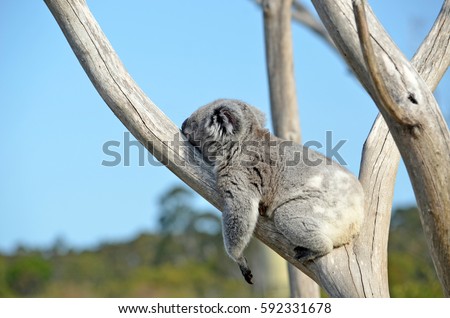 Australian Koala (Phascolarctos cinereus) sleeping in a gum tree. Iconic marsupial mammal of Australia