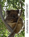 Australian koala sleeping in a gum tree in the bush.