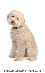 Australian Labradoodle in front of a white background - Shutterstock ID 92962348
