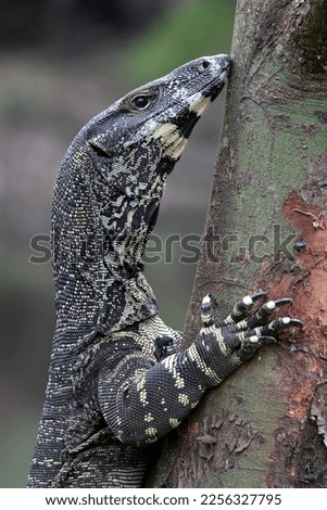 Australian Lace Monitor climbing tree