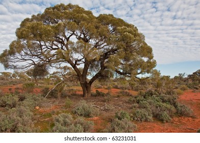 The Australian Landscape, South Australia