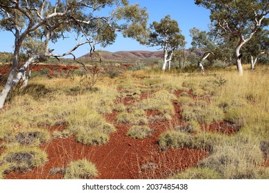 Australian Landscape, Spinifex Grass And Scribbly Eucalyptus Trees On Iron Oxide Ground.