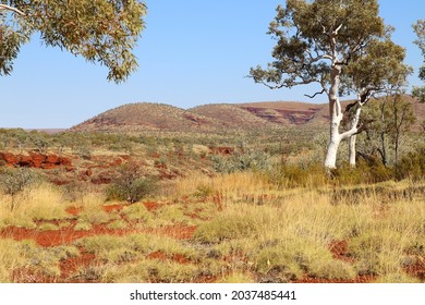 Australian Landscape, Spinifex Grass, White Scribbly Gum Trees And Mt Meharry 