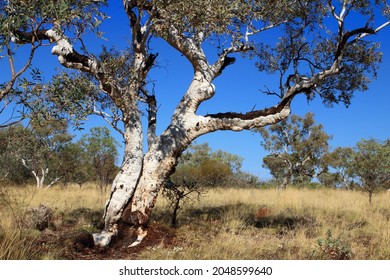 Australian Landscape Of Spinifex, Old White Bark Tree And Blue Sky