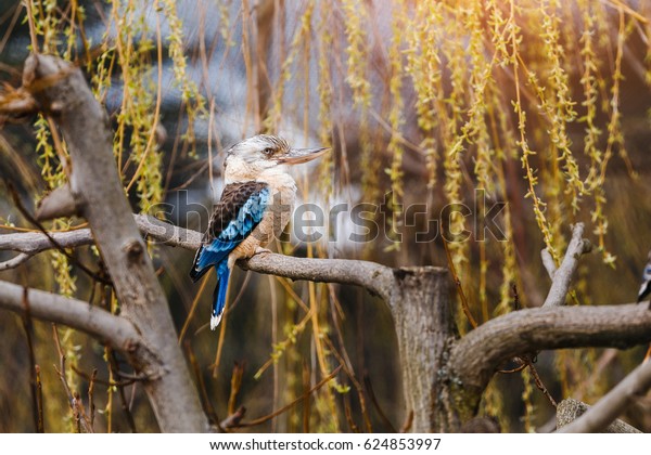 Australian Laughing\
Kookaburra Dacelo novaeguineae or a laughing kingfisher sitting on\
a branch of a tree