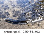 Australian Leech swimming in water