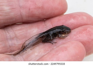 Australian Lesueur's Frog tadpole on amphibian researcher's hand - Shutterstock ID 2249795533