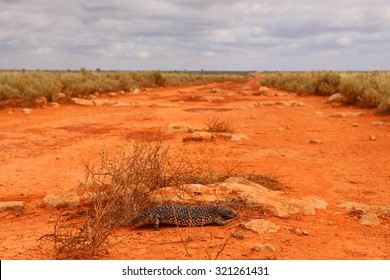 Australian lizard