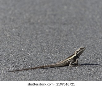 Australian Lizard Sitting On Path
