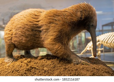 Australian Long Beaked Echidna, Spiny Anteater