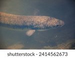An Australian long-finned eel in a pond.