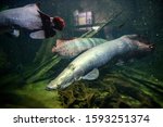 Australian Lungfish or Queensland lungfish or Neoceratodus forsteri a living fossil in the aquarium in the zoo.