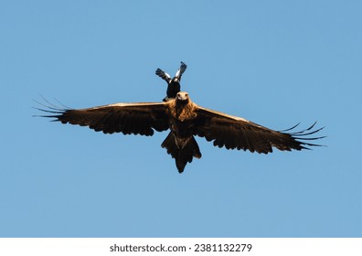 An Australian Magpie courageously mobs Australia's largest species of eagle in the early morning light on the Darling Downs, south-east Queensland, Australia. - Powered by Shutterstock